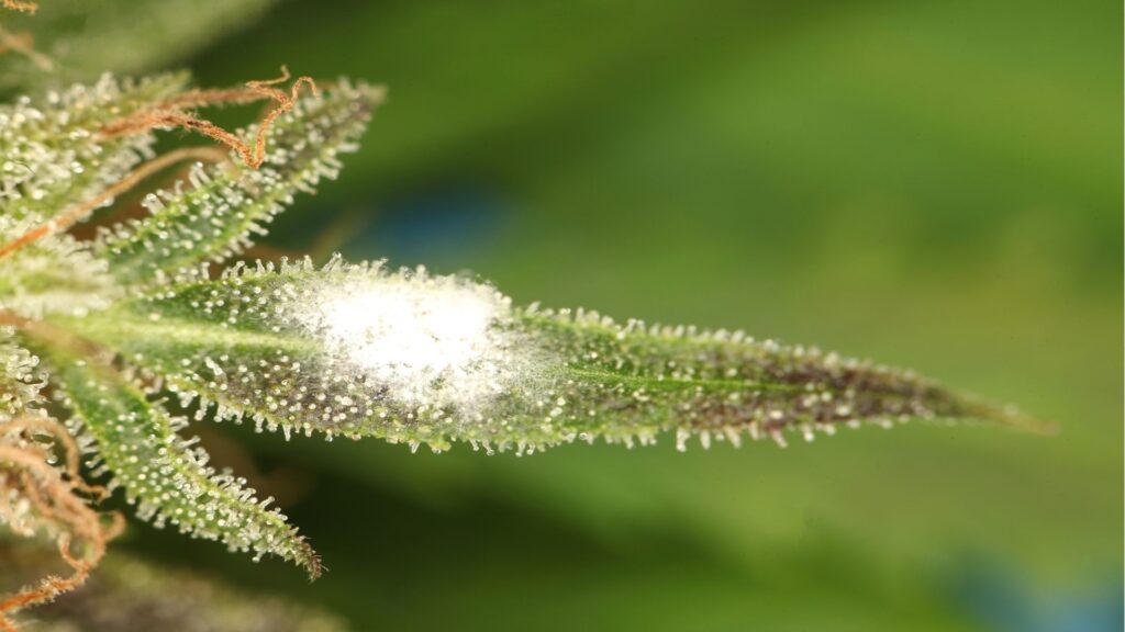 Mold on cannabis plants can be prevented by providing consistent environment for the product.