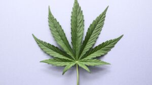 Chlorophyll - Cannabis Leaf