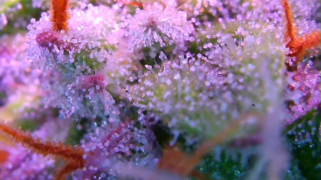 Picture of trichomes – Iranian OG Kush strain being tested for areoponic and RDWC system and techniques – Credit: Meurig Murray