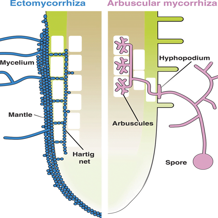 Illustration of root colonization structures in ectomycorrhizal and arbuscular mycorrhizal interactions