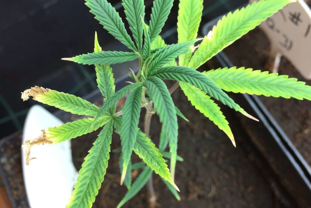 Picture of plant with nutrient deficiency