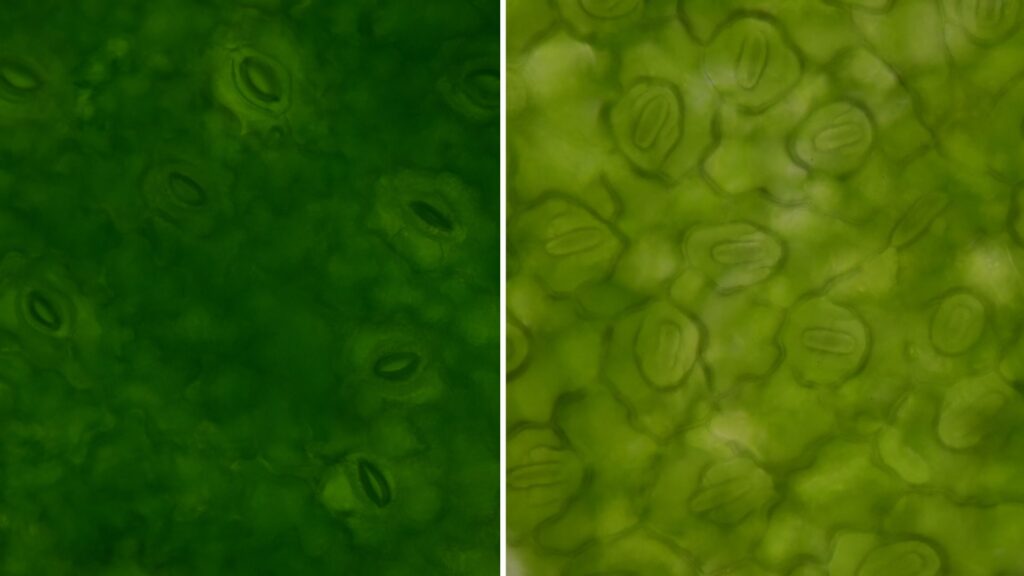 Under Microscopic view of Leaf - Open vs Closed Stomata