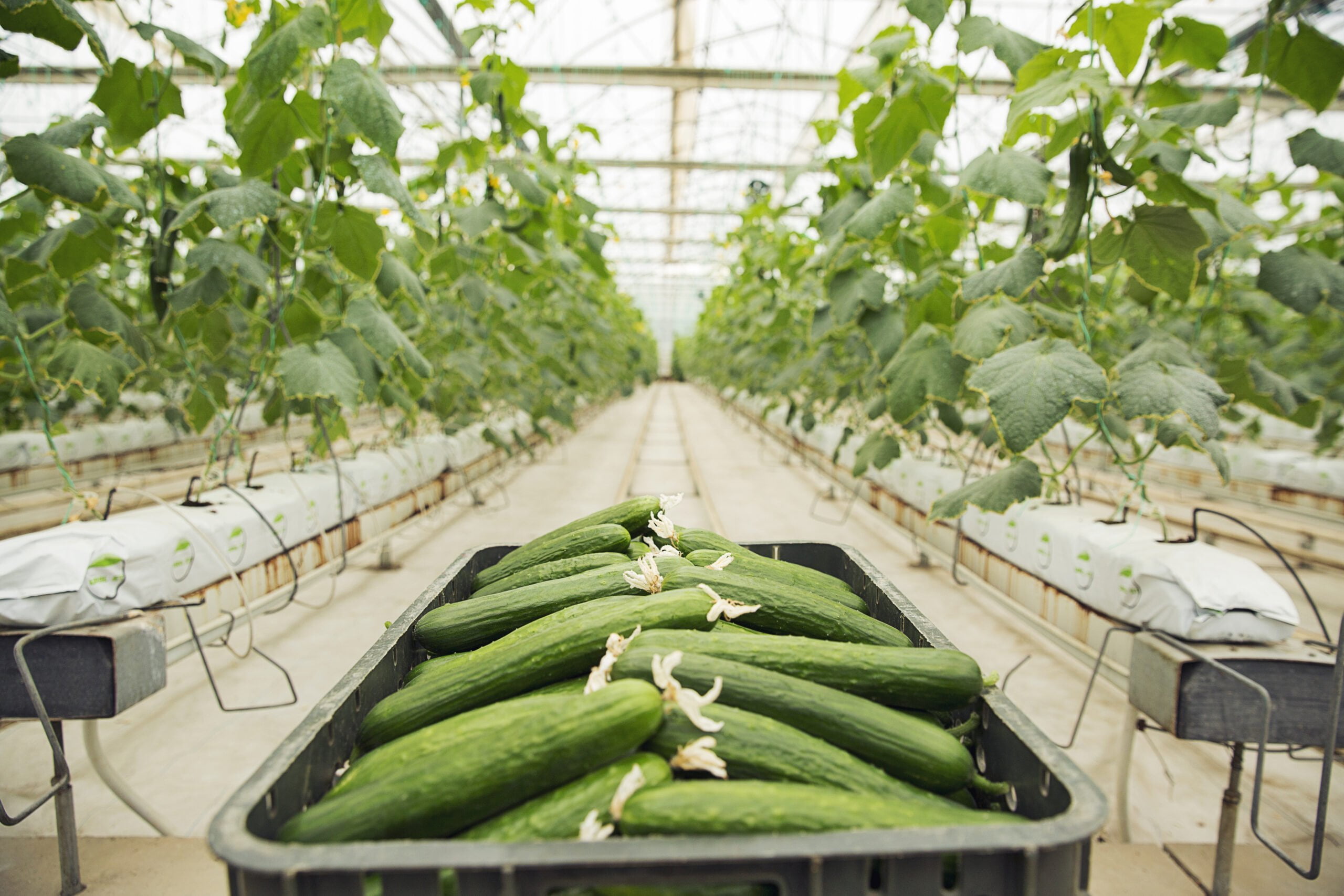 fresh-cucumber-gathered-into-plastic-box-from-greenhouse-plants