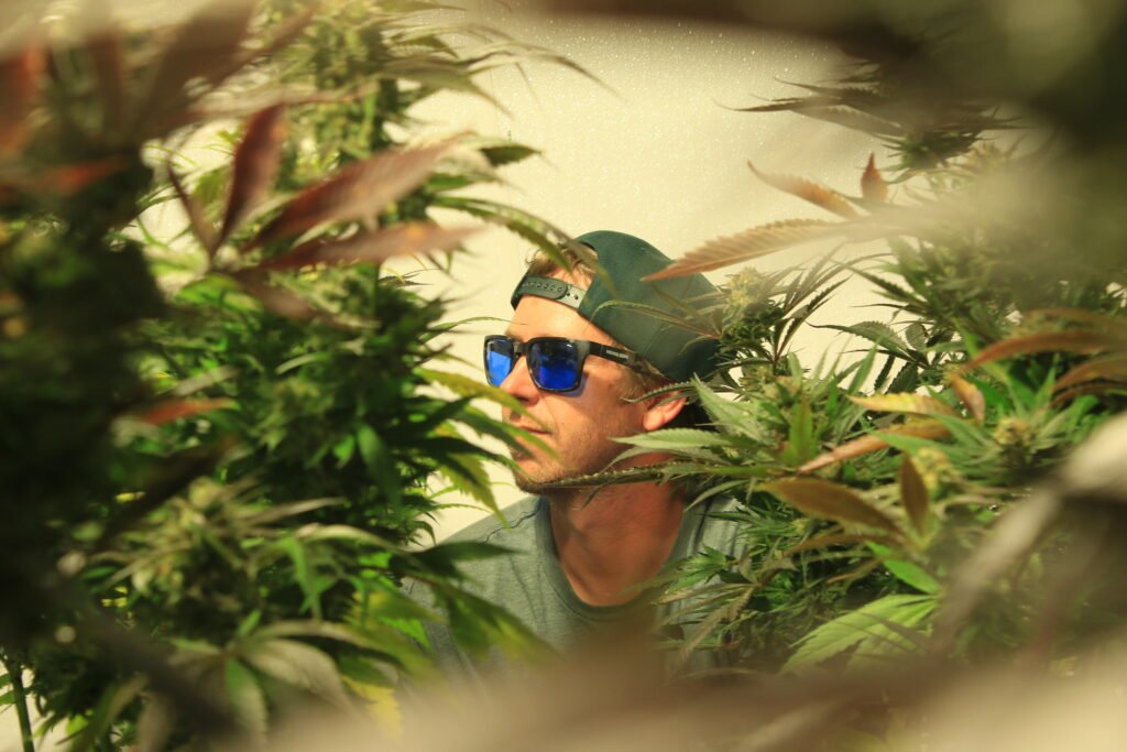 Man wearing cap and  protective glasses in a background with cannabis plant in front