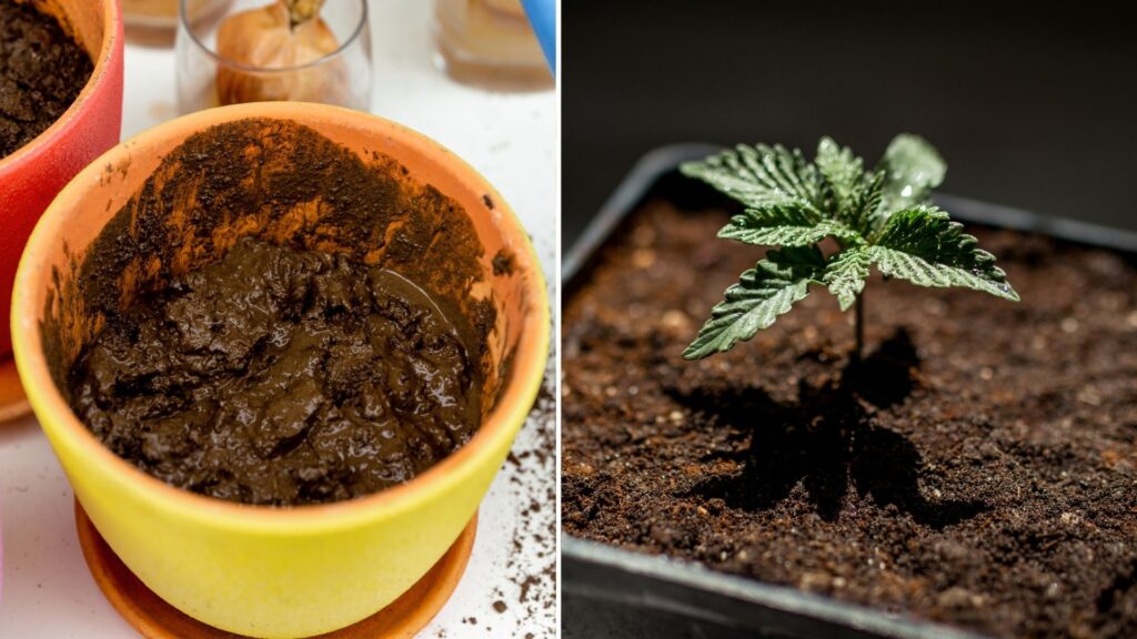 Watering a pot once with 1 liter of water and another pot given 10 waterings of 0.1 liter