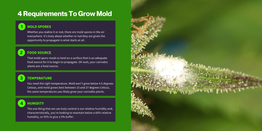 4 Requirements To Grow Mold