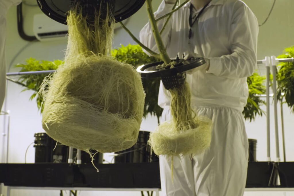 5 Key Aspects of Integrated Root Management for Healthier Cannabis Plants