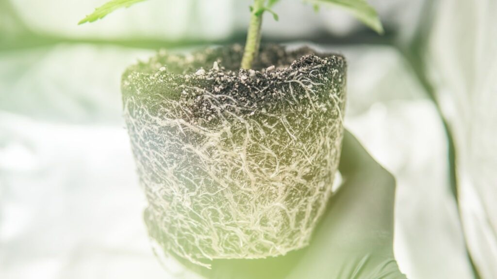 Augmenter les rendements et la santé des plantes de cannabis : Mycorrhizal fungii