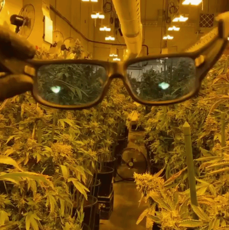 lunettes de protection font de vous un cultivateur de cannabis  - Cannabis plants in lens