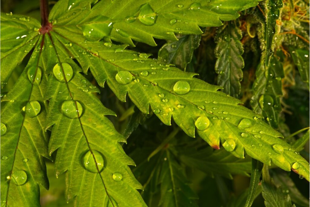 Cannabis Water Drops and Moisture - Credit: Shutterstock Photos