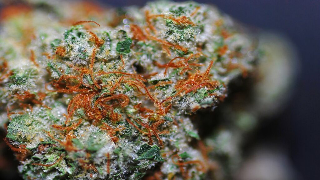 The trichomes are crystalline white hairs on your cannabis that aren’t always immediately visible to the naked eye.
