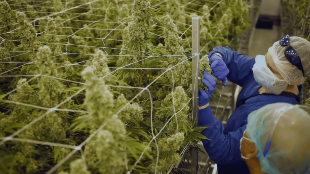 7 Ways How Master Growers Can Build A Strong Relationship With Their QA