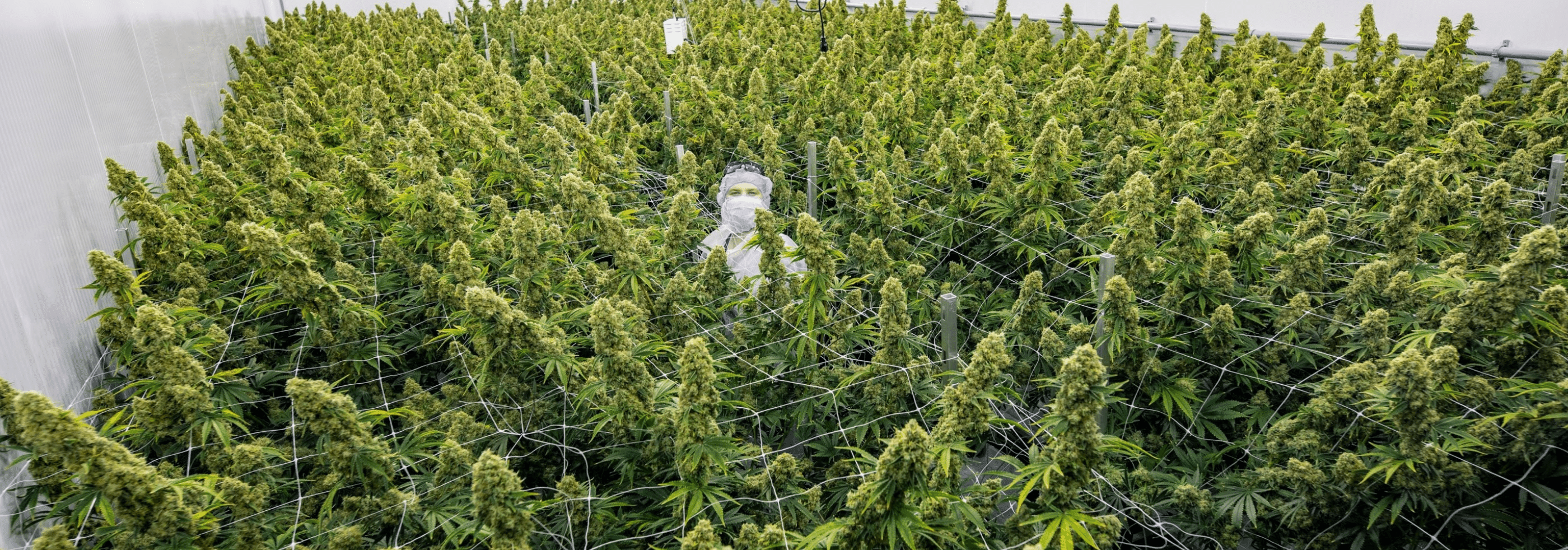 Origine Nature cannabis worker in their growing facility in Quebec Canada