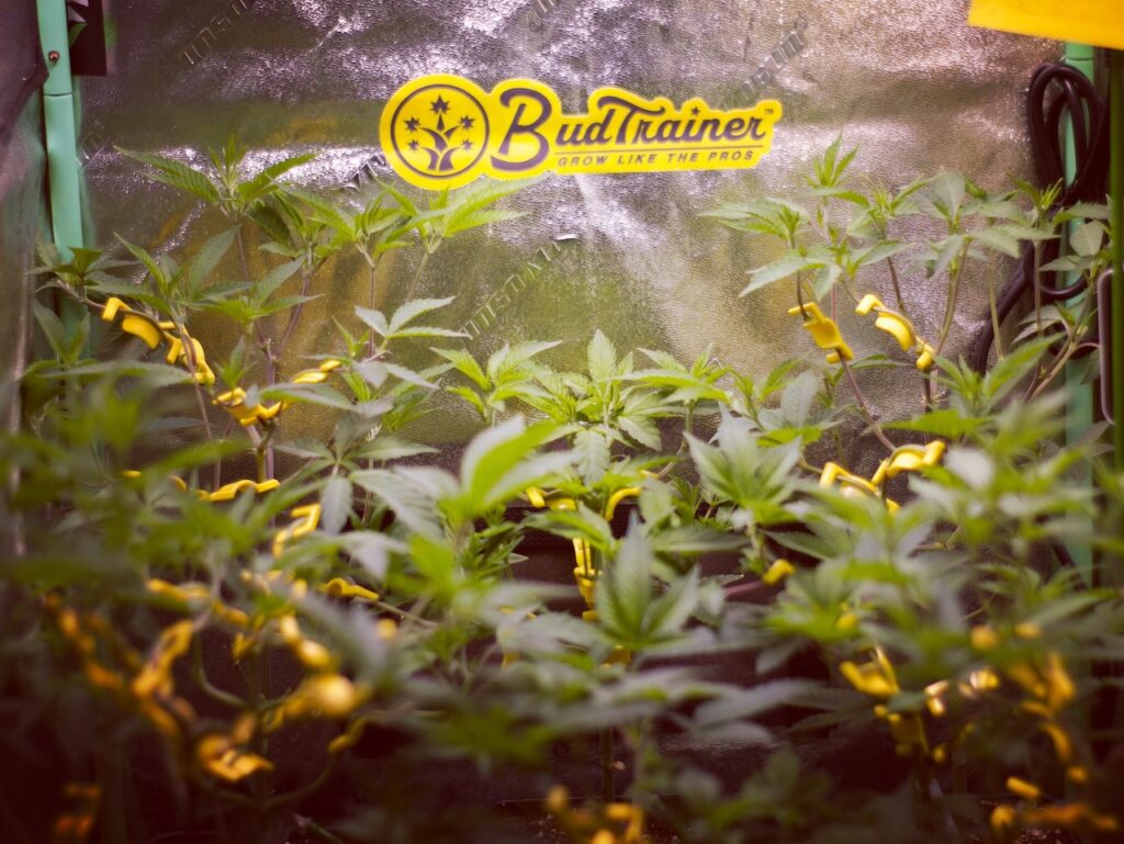 Cannabis plants in grow room with BudTrainer logo