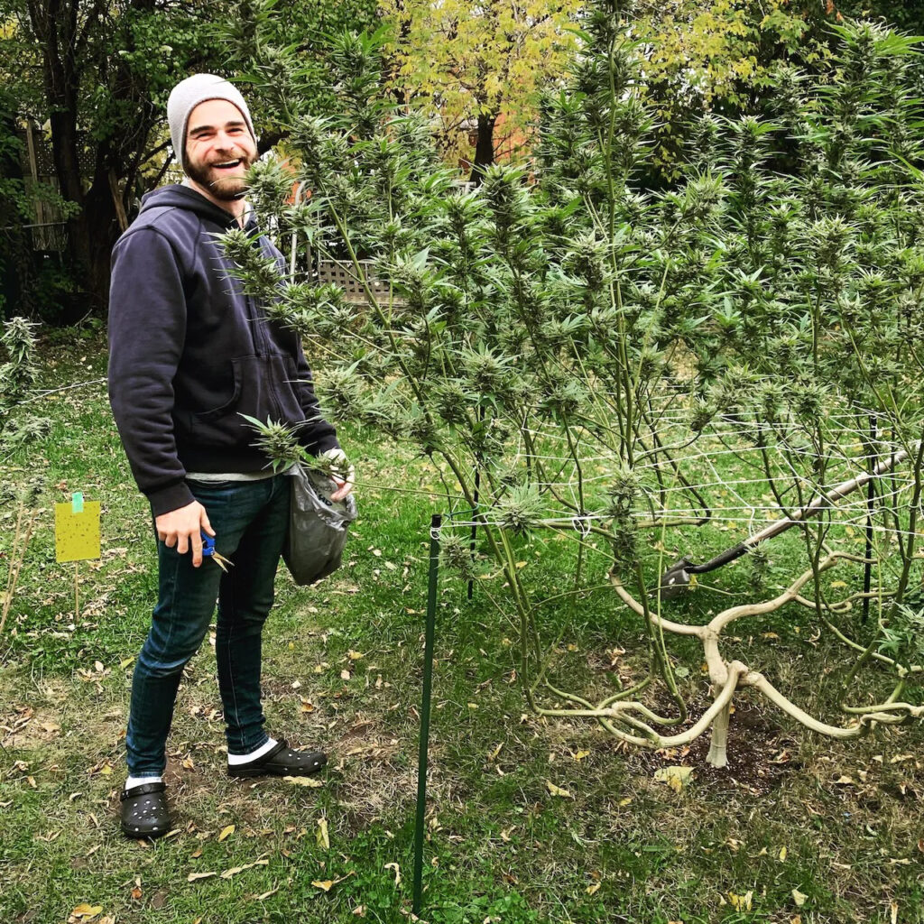Henrique Dias with cannabis plants